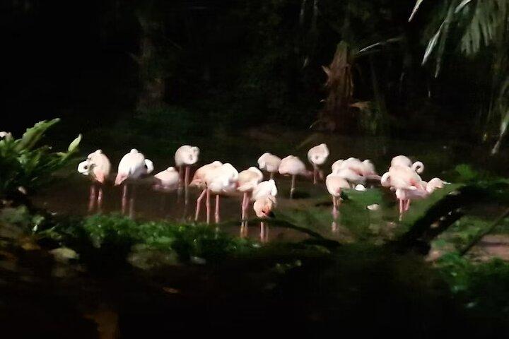 Singapore Night Safari Admission Voucher and Tram Ride Experience