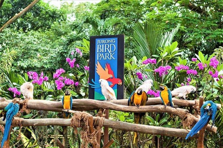 Singapore Night Safari Admission Voucher and Tram Ride Experience