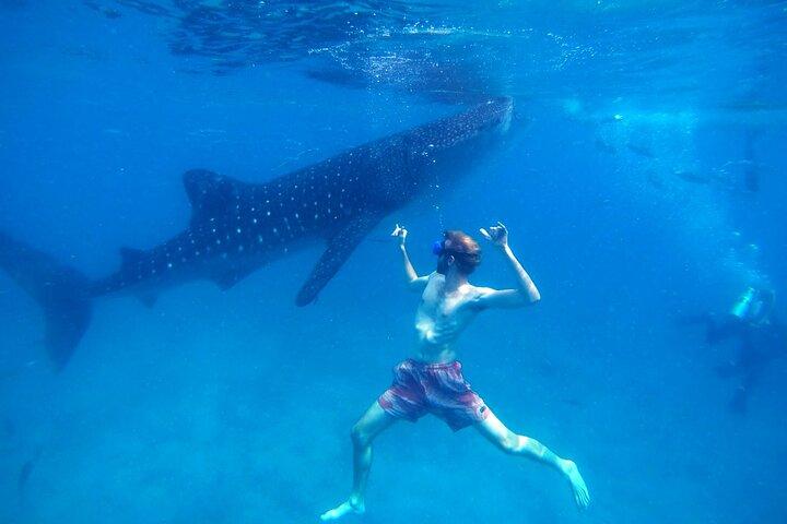 Oslob Whale Shark & Moalboal Sardines & Turtle Private Tour