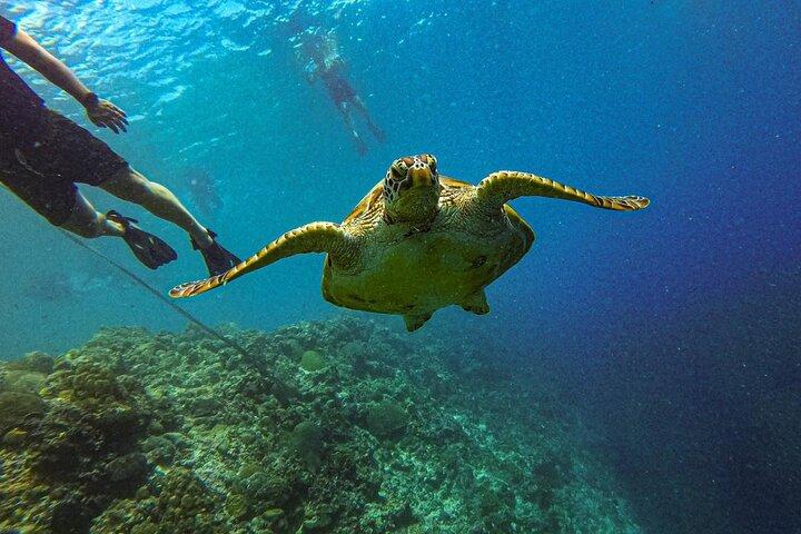 Oslob Whale Shark & Moalboal Sardines & Turtle Private Tour