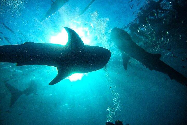 Oslob Whale Shark & Moalboal Sardines & Turtle Private Tour