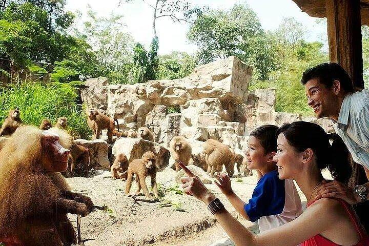 Singapore Zoo with Tram Ride Experience for Tourist