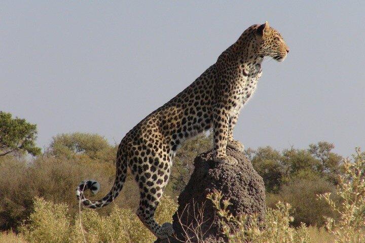 2 IN 1 Moremi Game Reserve Day Trip