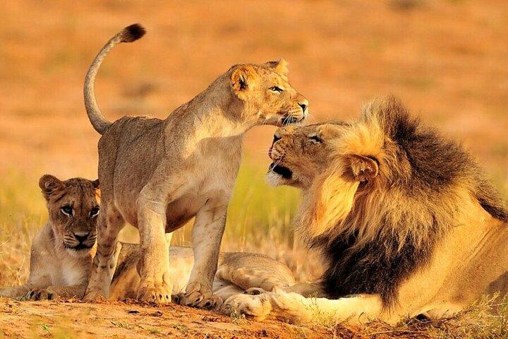 7-Days Private Safari Tour in Kenya