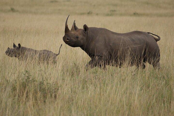 3 Days, 2 Nights Safari - Maasai Mara from Nairobi/Kisumu