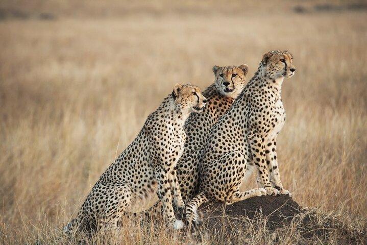 7-Days Private Safari Tour in Kenya