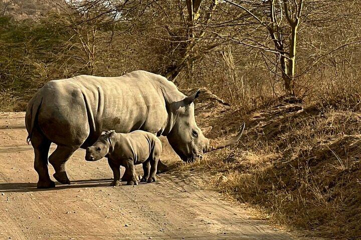 4-days Masai mara and Lake Nakuru guided Safari from Nairobi