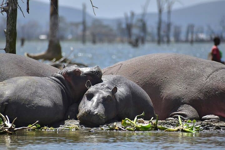 Hell's Gate National Park and Lake Naivasha Private Tour