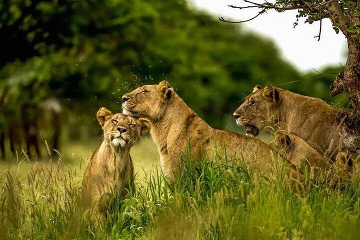 7 Days Simba Luxury Adventure Safari with Transfer