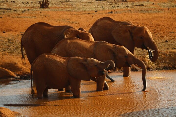 3 Days 2 Nights Maasai Mara Group Tour with 4x4 Jeep