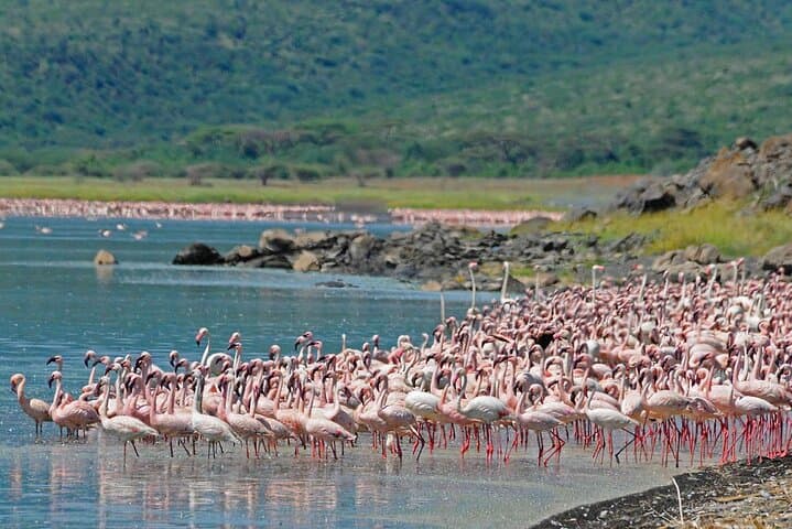 2 Day Tour Lake Nakuru, Hell' s Gate & Lake Naivasha From Nairobi