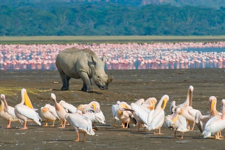 2 Day Tour Lake Nakuru, Hell' s Gate & Lake Naivasha From Nairobi