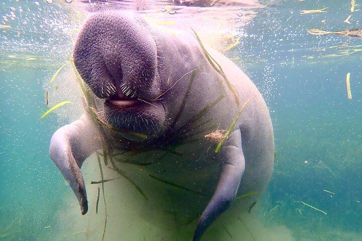 Manatee Snorkel Tour from American Pro Diving Center