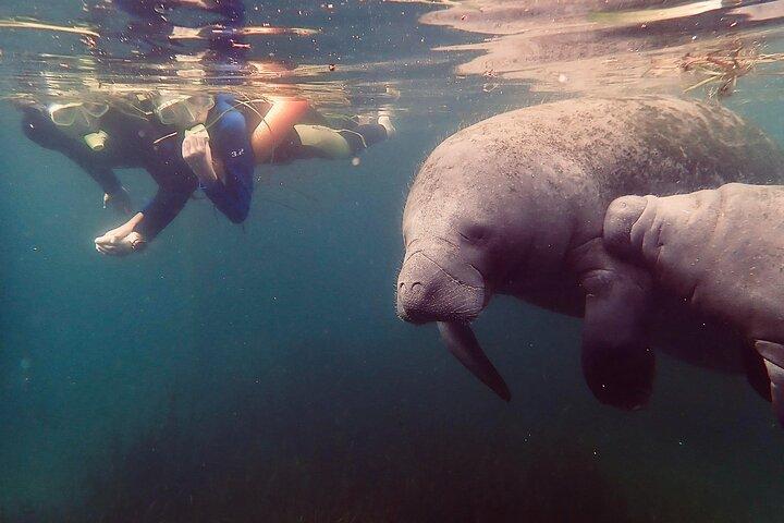 Manatee Snorkel Tour from American Pro Diving Center