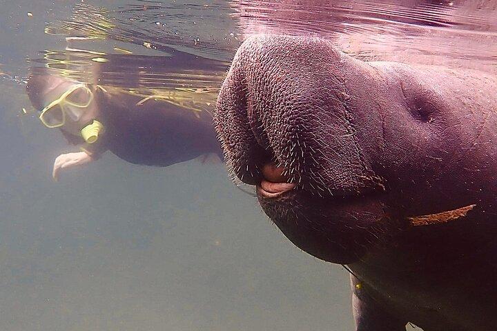 Morning Swim and Snorkel with Manatees-Guided Crystal River Tour