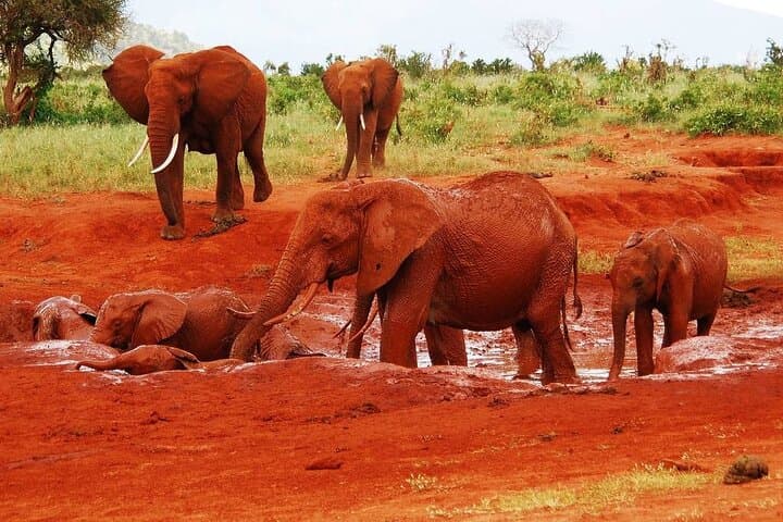 8 Days Kenya mid-range Safari Amboseli, Salt Lick Tsavo & Diani
