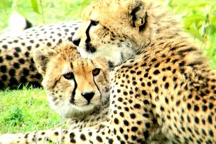3 Days 2 Nights Maasai Mara Group Tour with 4x4 Jeep