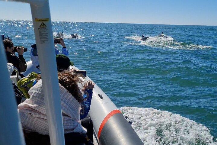 Meet the Lisbon Dolphins - Dolphin Watching in Lisbon