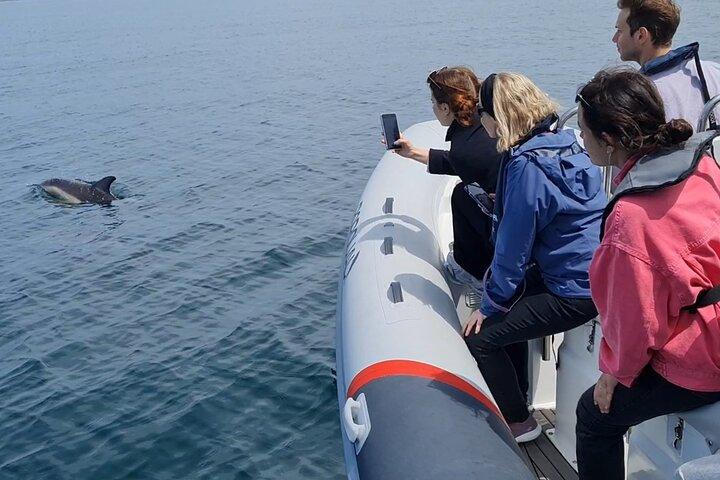 Meet the Lisbon Dolphins - Dolphin Watching in Lisbon