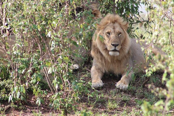 10 Days Private Safari