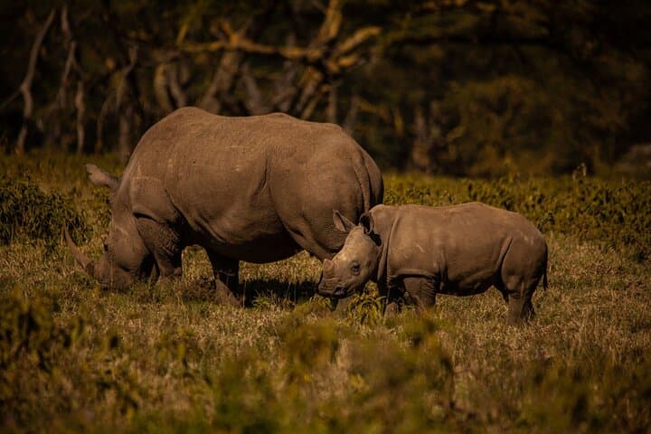 4 Days Private Tour in Lake Nakuru and Maasai Mara Safari