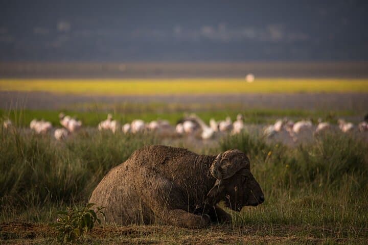 4 Days Private Tour in Lake Nakuru and Maasai Mara Safari