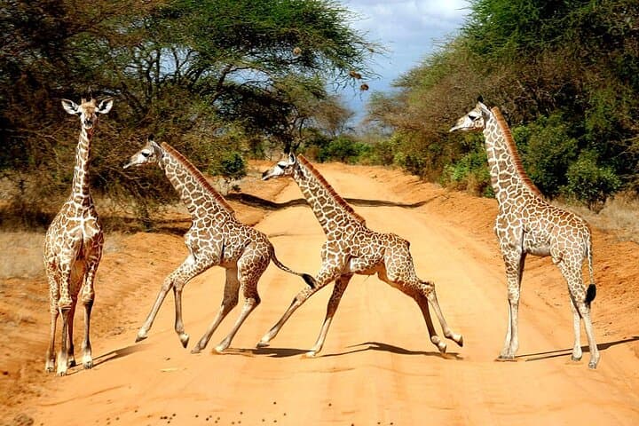 4 Days Private Tour in Lake Nakuru and Maasai Mara Safari