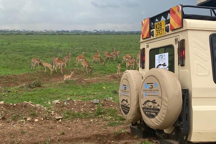 4 Days Private Tour in Lake Nakuru and Maasai Mara Safari