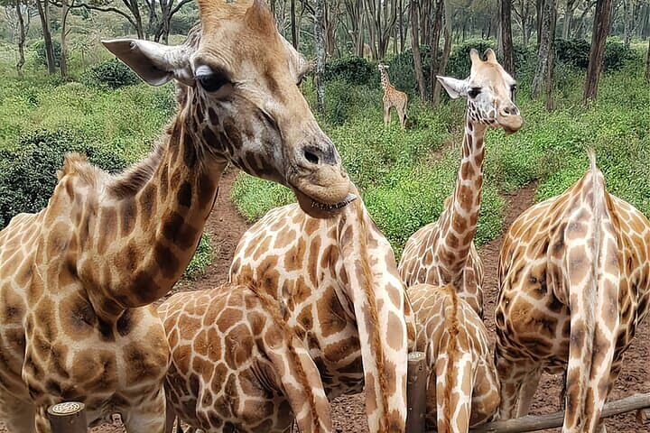 Nairobi city sights, Giraffe Encounters & Traditional dances Tour