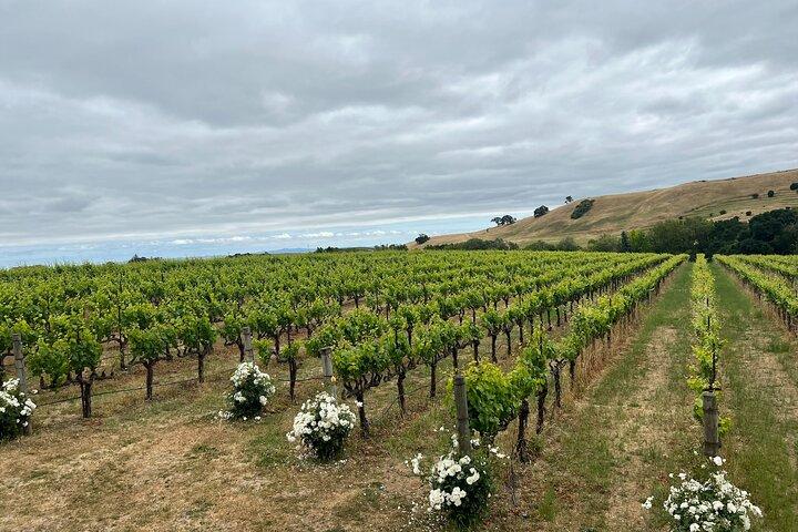 San Francisco: Napa & Sonoma Wine Tour & 48hr Hop-on Hop-off Tour