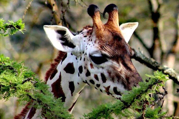 2-Day Wildlife Safari to Lake Mburo National Park