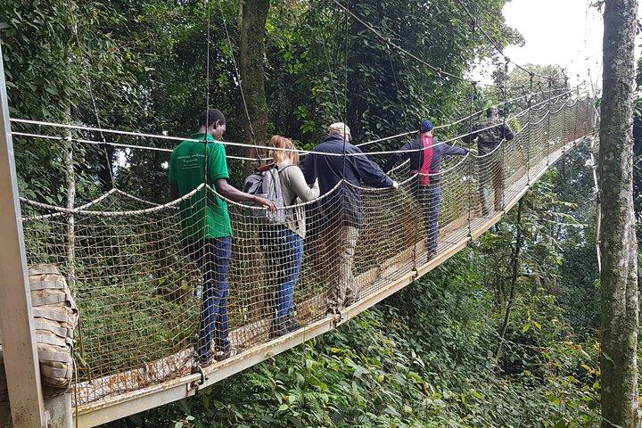 One Day Shared Canopy Tour in Nyungwe Forest National Park