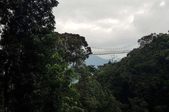 One Day Shared Canopy Tour in Nyungwe Forest National Park