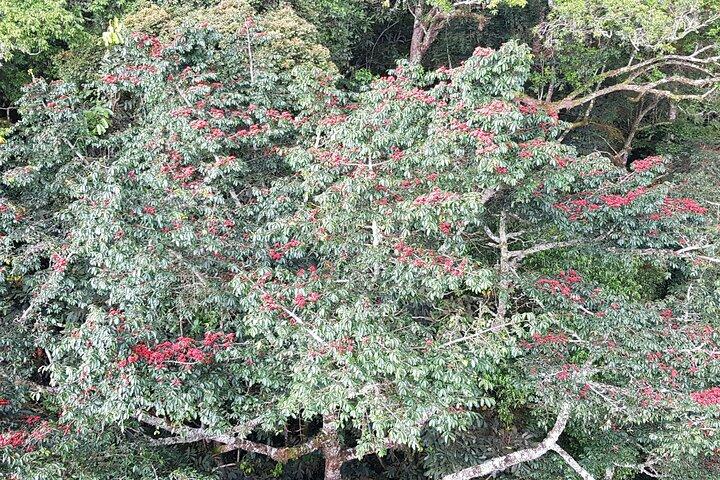 One Day Shared Canopy Tour in Nyungwe Forest National Park