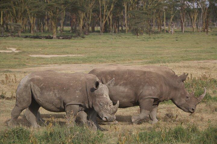 12 Days Kenya and Tanzania Safari With Complimentary First Night