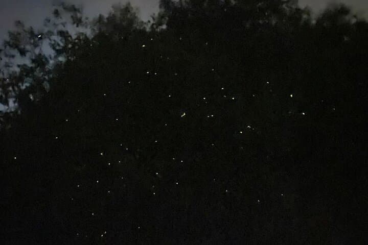 Fireflies & Silver leaf monkey Gazing tour