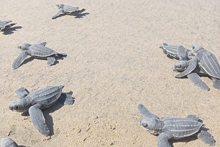 Baby Sea Turtle Releasing Sightseeing Tour with Luis de la Maza