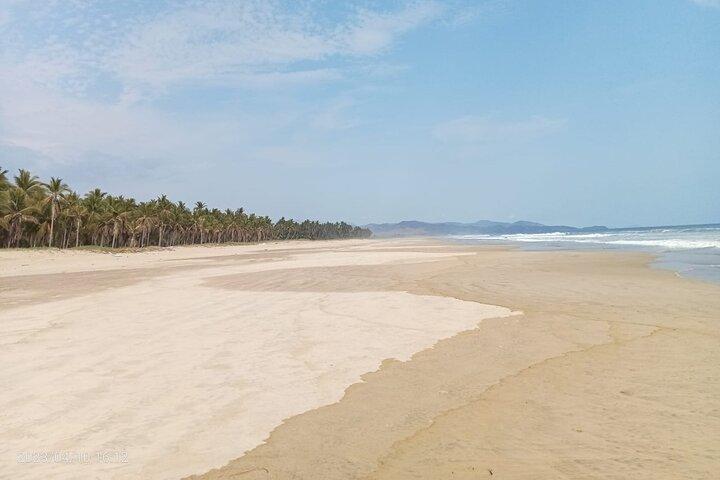 Baby Sea Turtle Releasing Sightseeing Tour with Luis de la Maza