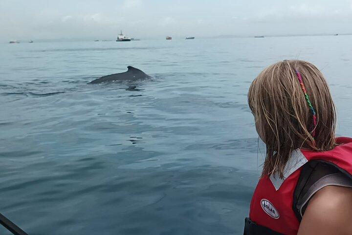 5 hours Whale Watching Experience from Panama City