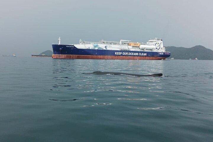 5 hours Whale Watching Experience from Panama City