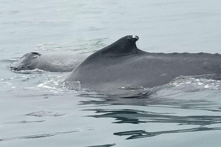 5 hours Whale Watching Experience from Panama City