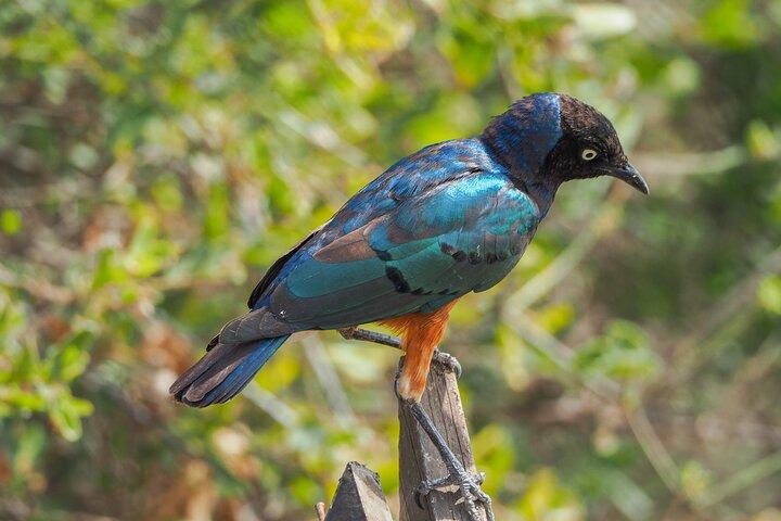 A Private Day Trip to Ngorongoro Crater