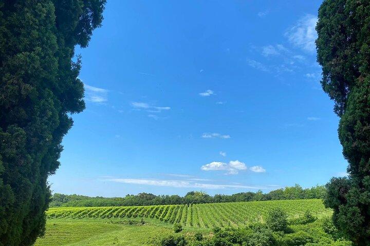 All Inclusive Cheeses and Gins Tour in the Prosecco hills.