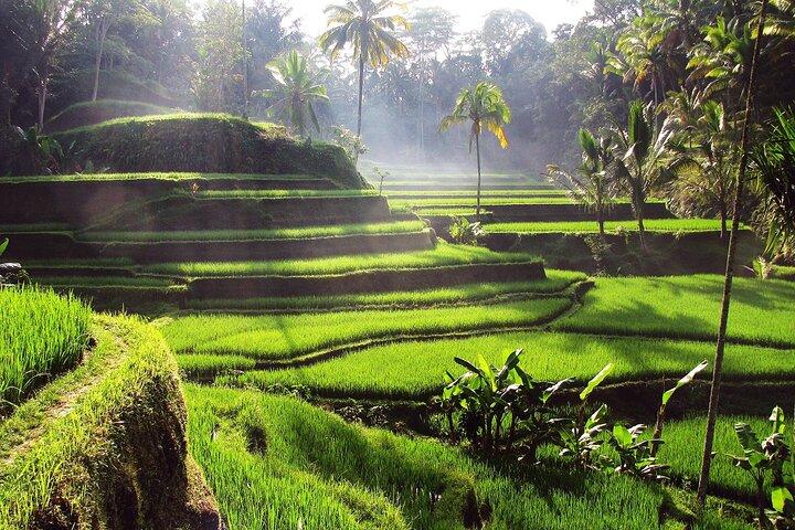 Bali Full-Day Tours : Waterfall and Ubud Destination Trip
