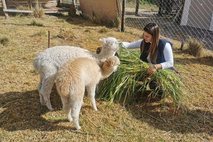 Sacred Valley: Maras Salt Mines, Moray, Chinchero & Ollantaytambo