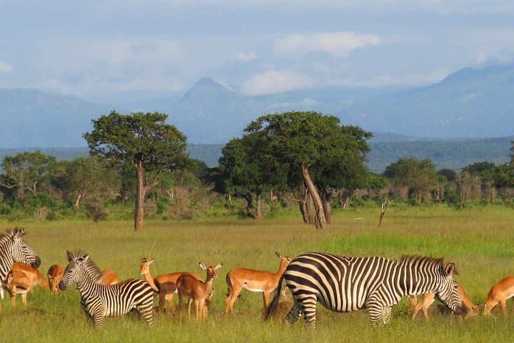 1 Day private Safari to Mikumi N park from Zanzibar by flight