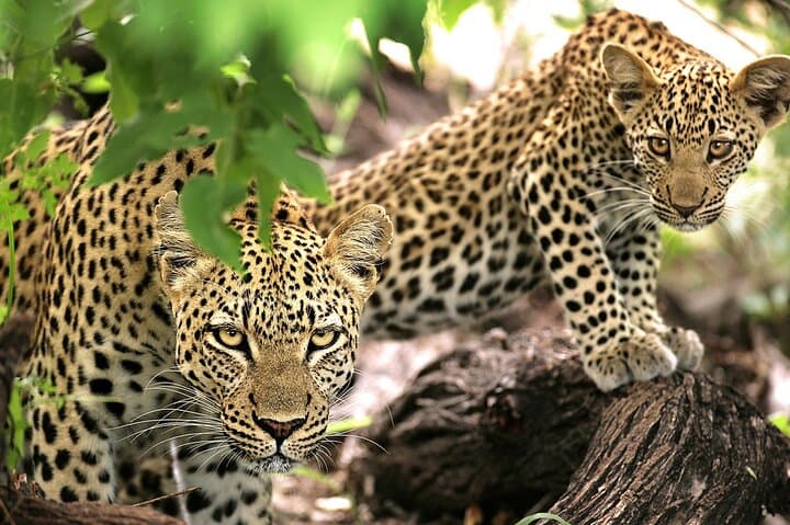 1 Day private Safari to Mikumi N park from Zanzibar by flight
