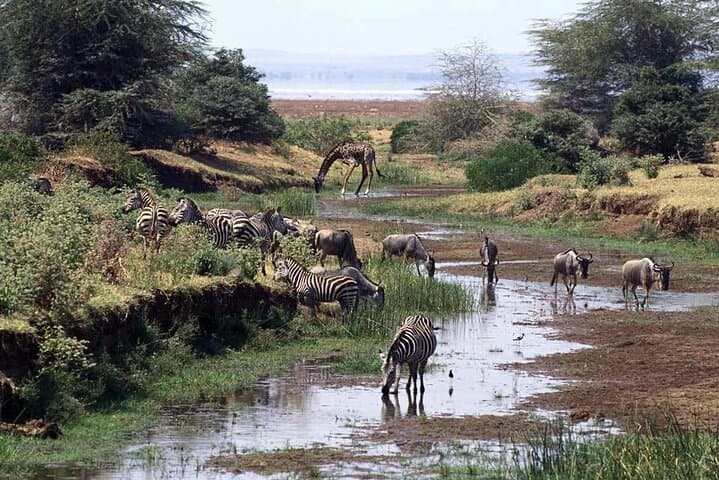1 Day private Safari to Mikumi N park from Zanzibar by flight