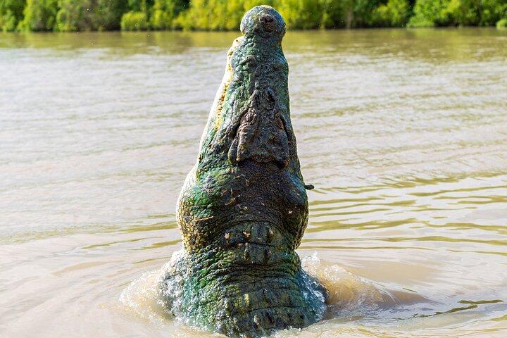Adelaide River Cruises - Jumping Crocodile Experience