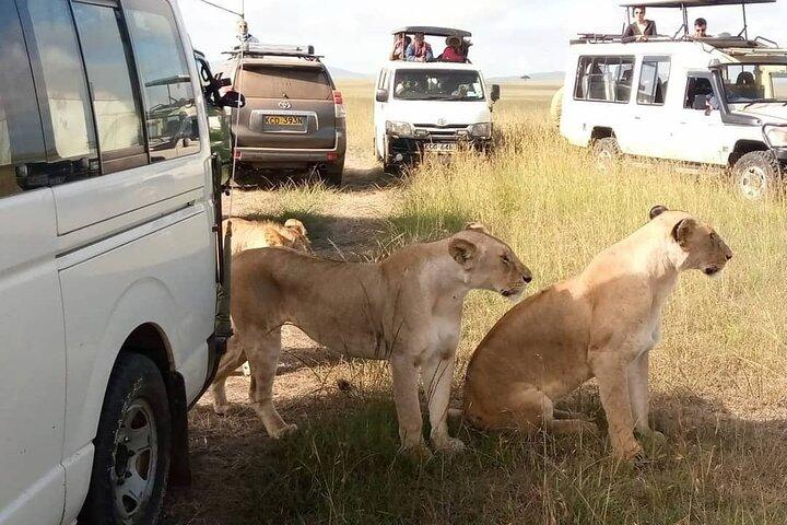 3 Day Private Wild Safari Tour in Maasai Mara